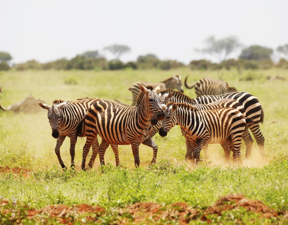 Tsavo