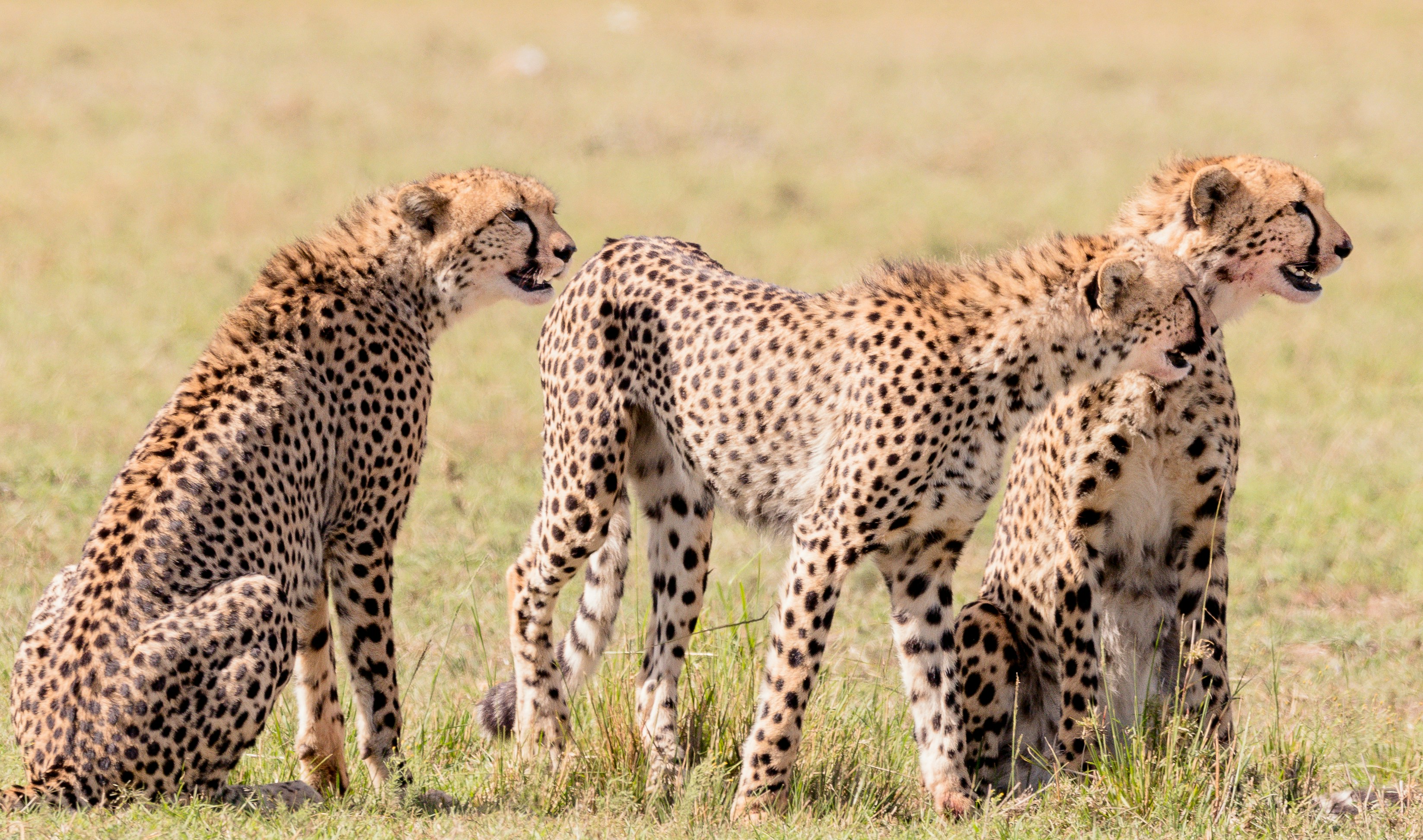 2 Days Tsavo East & West Safari Package