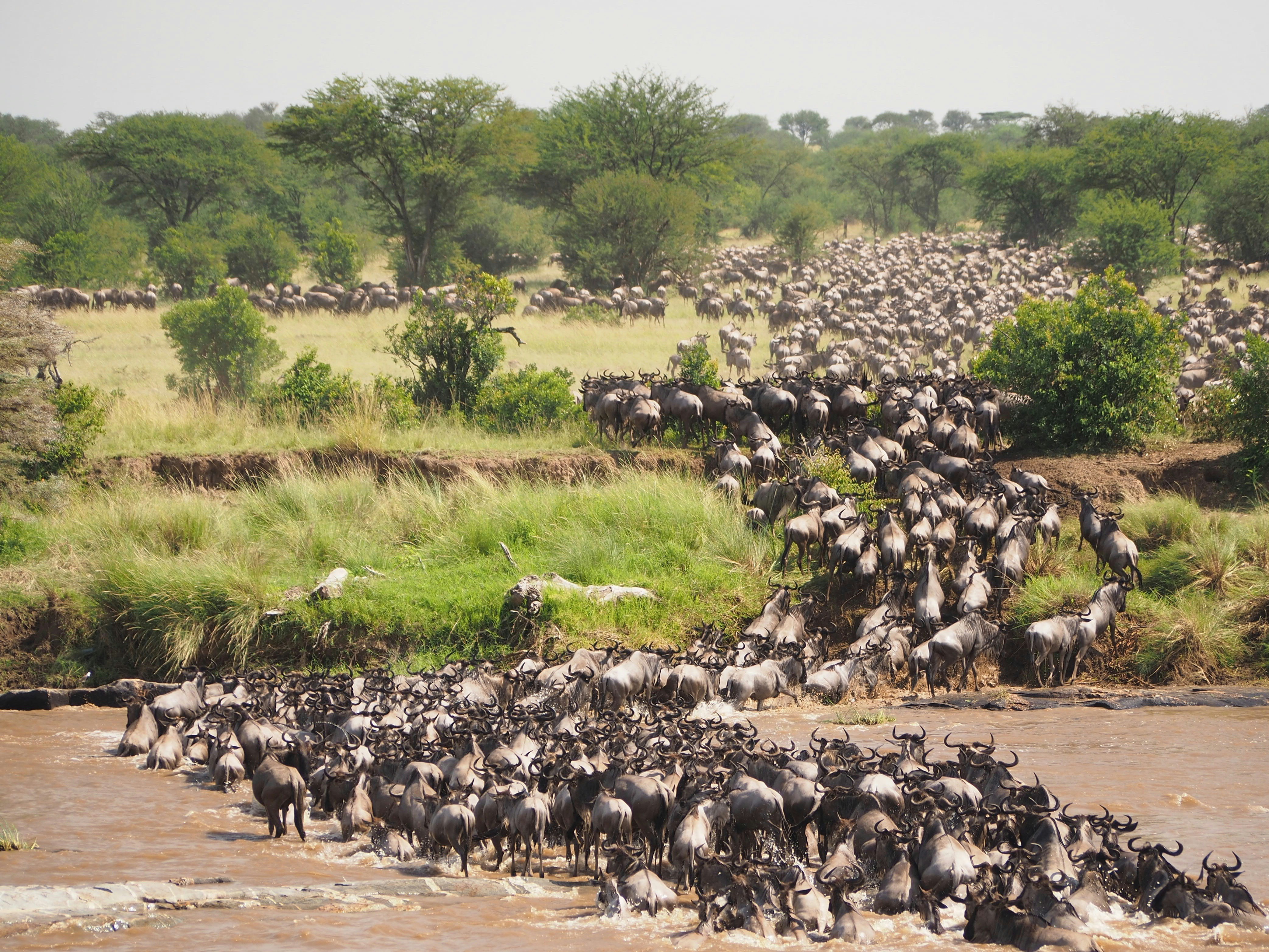 Masai.Mara