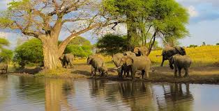 Tarangire