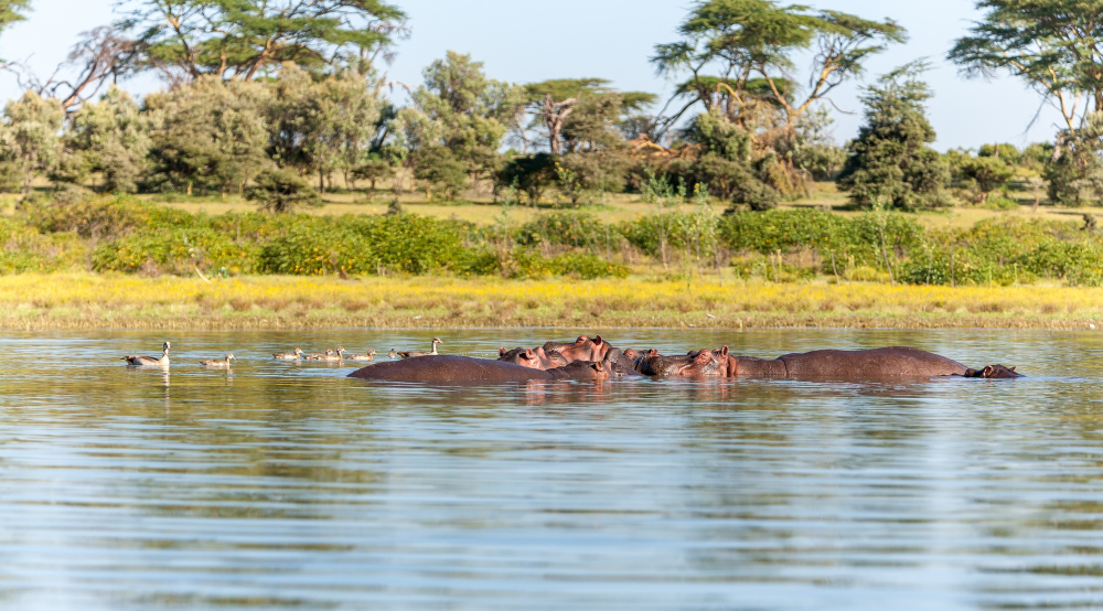 6 Days Masai Mara & The Rift Lakes