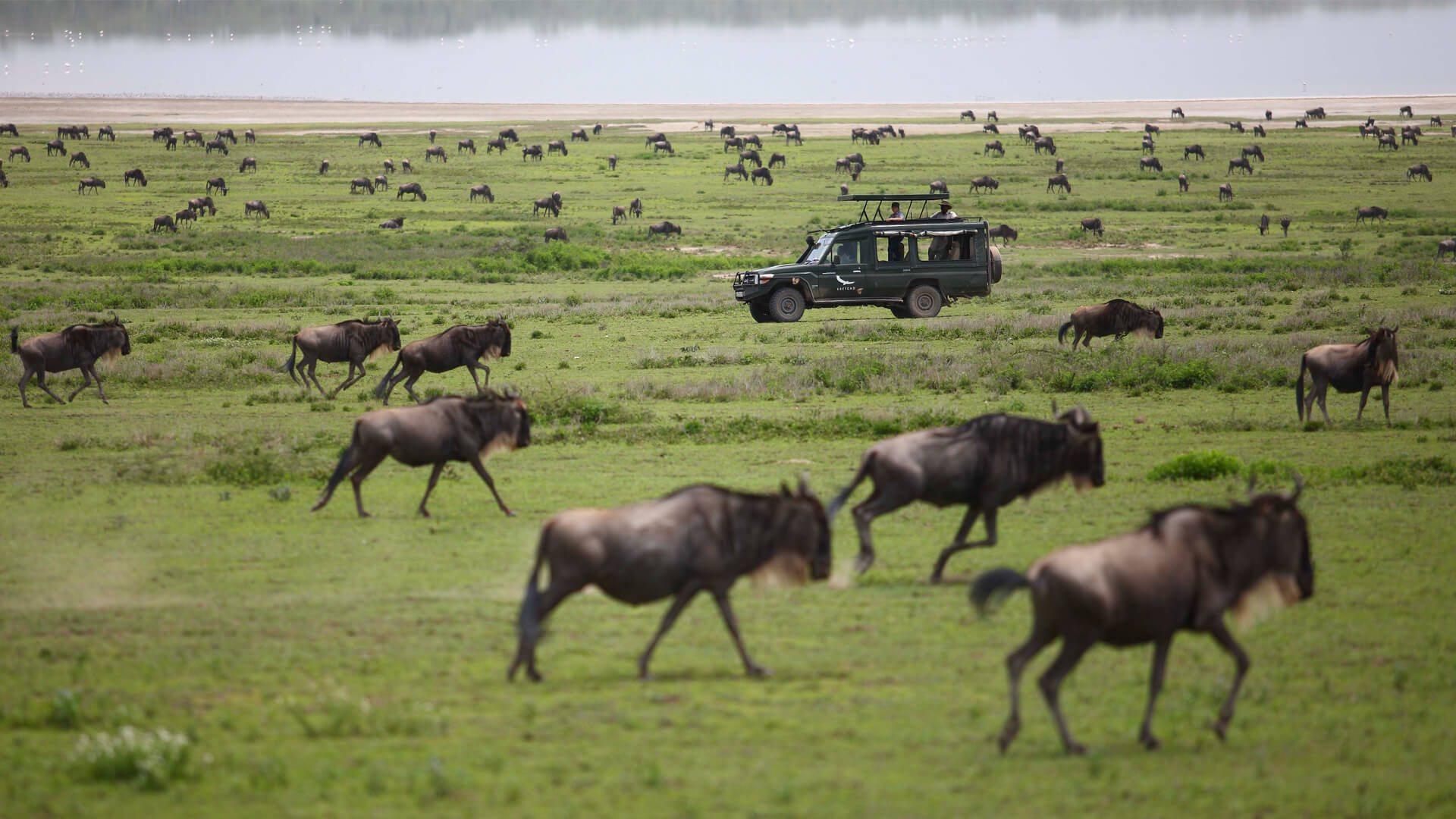 4 Days Maasai Mara, Lake Nakuru safari