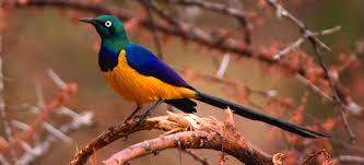 Kenya bird watching safari