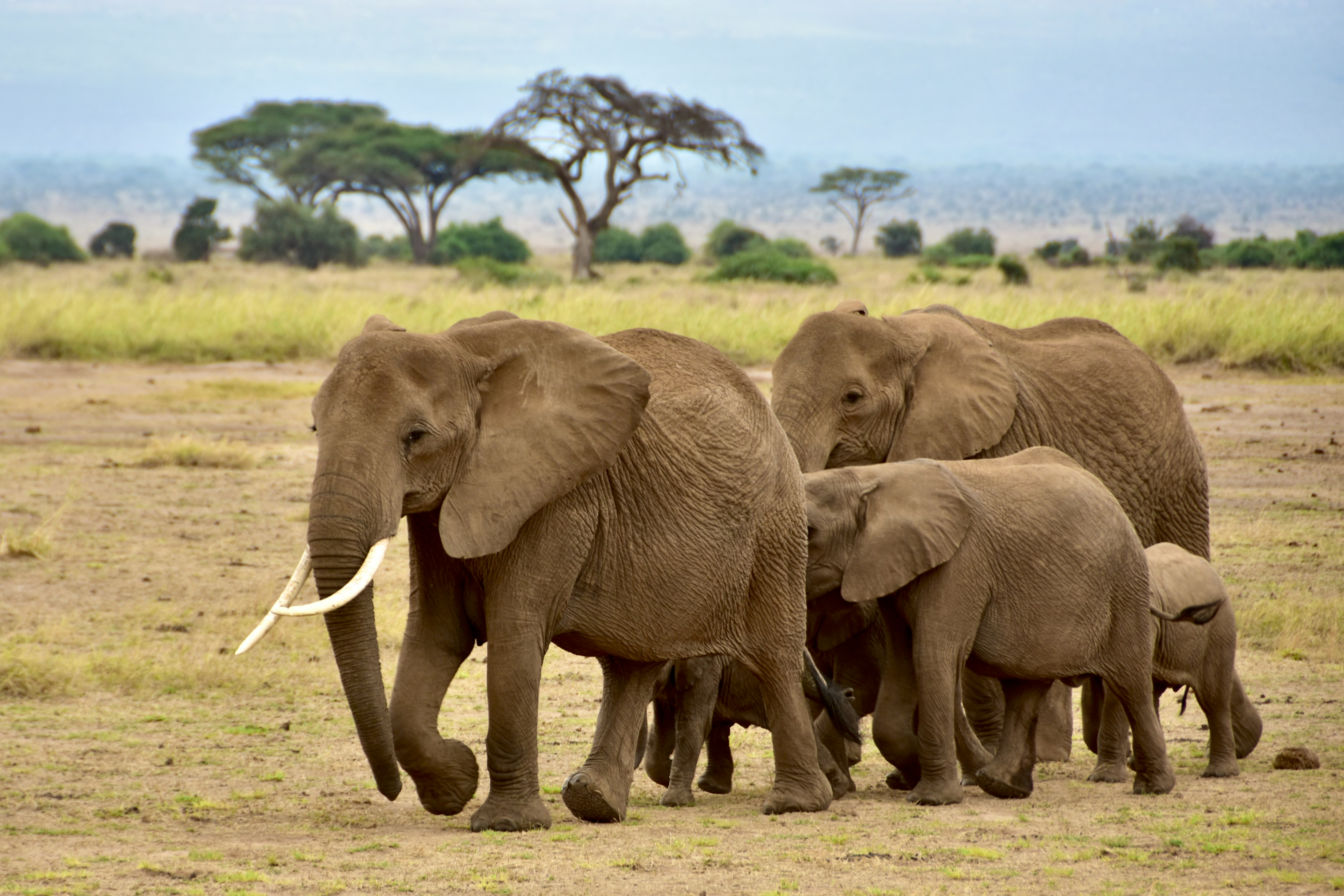 3 Days Amboseli Camping Safari