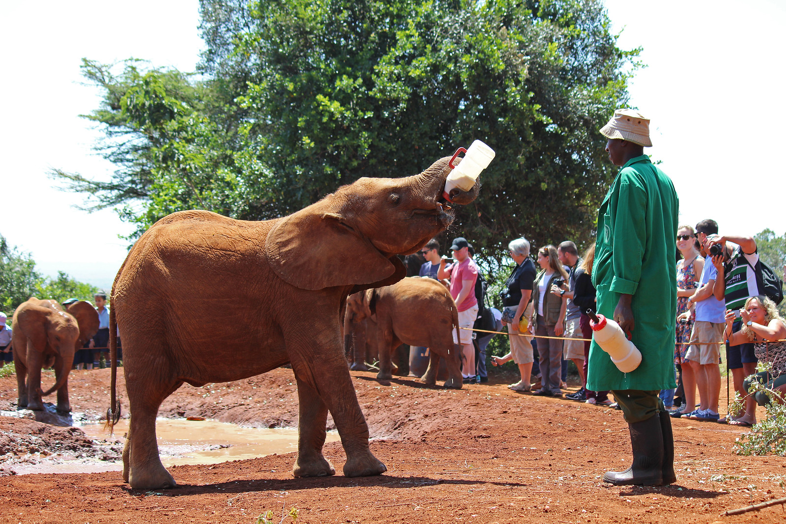 Nairobi National Park, Elephant Orphanage & Giraffe Centre