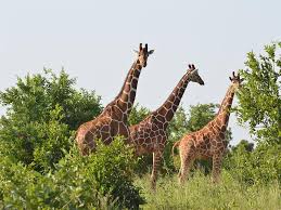 4 Days Meru national park