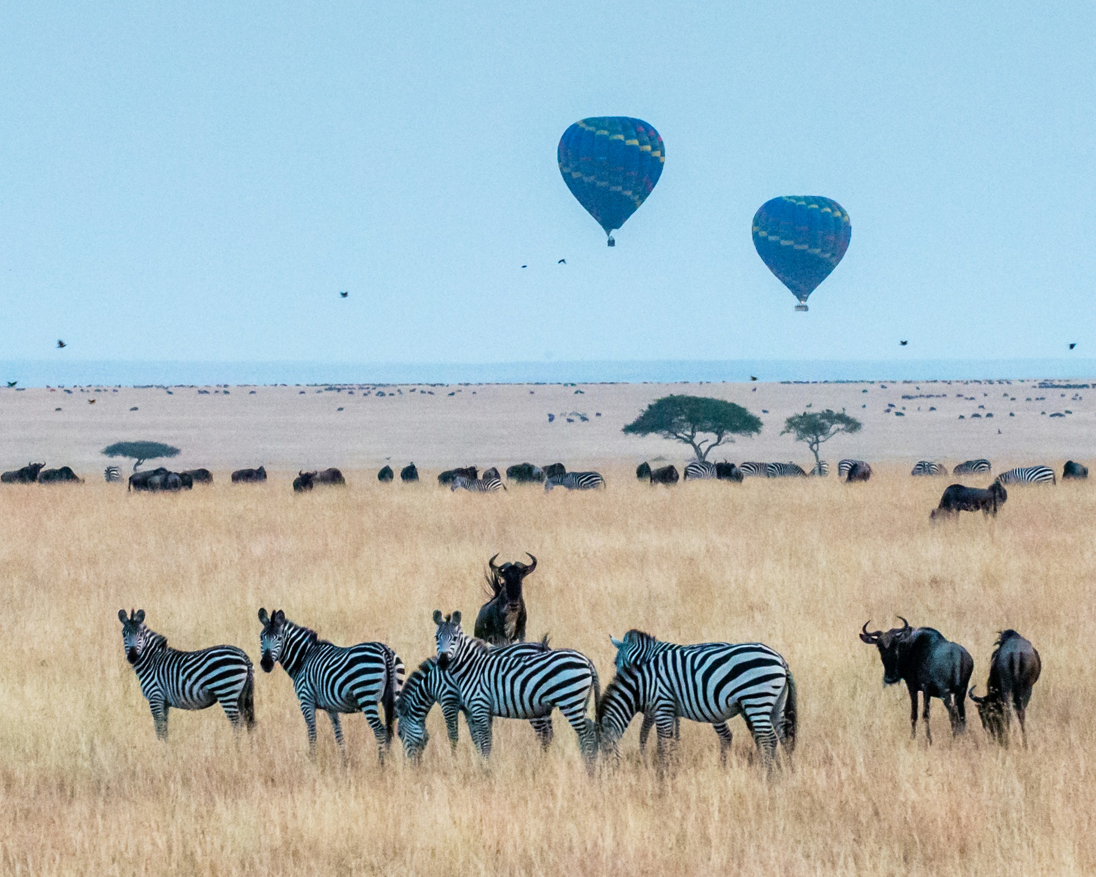 3 Days  Camping Masai Mara Safari