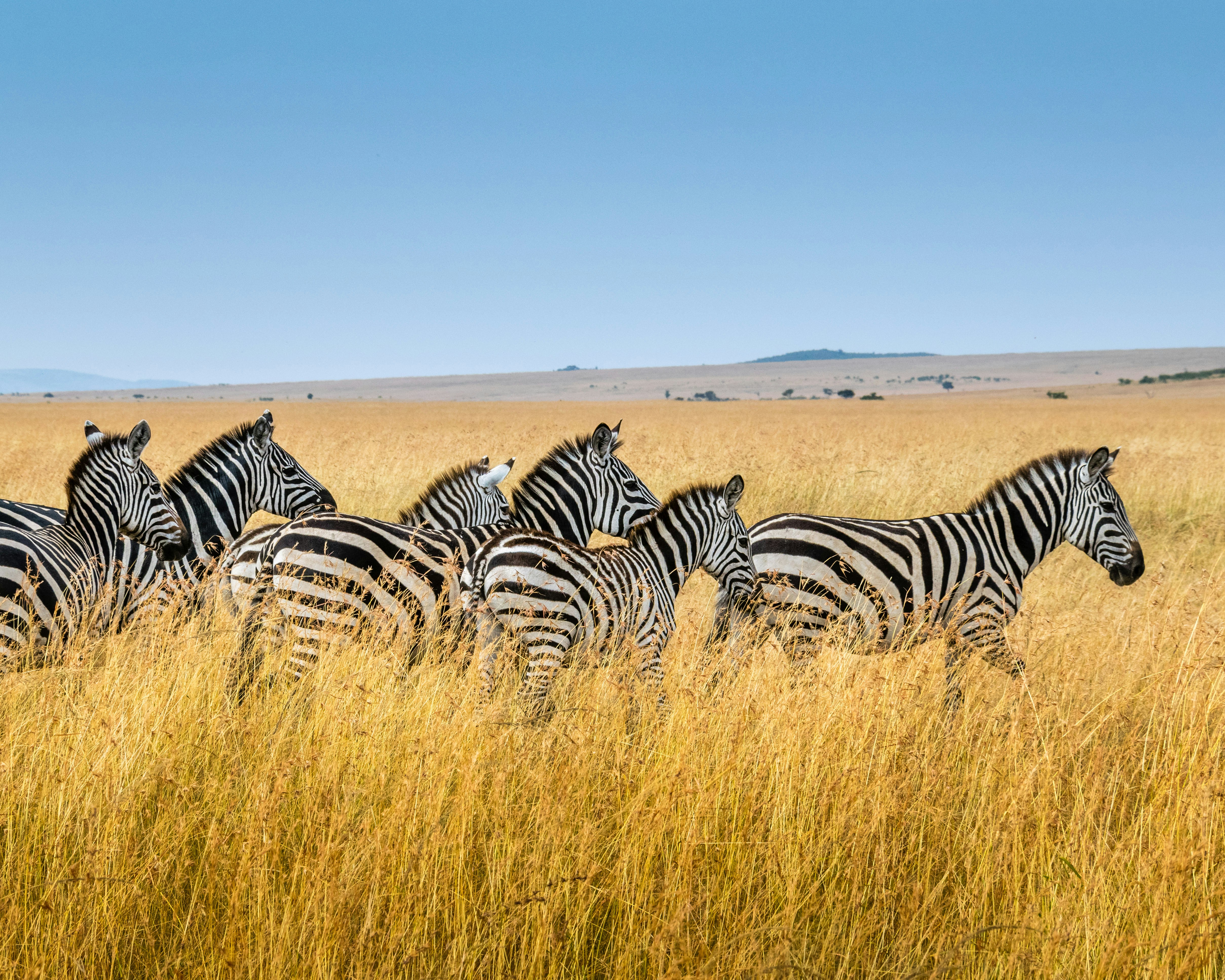 5 Days Manyara Ngorongoro Serengeti Camping Safaris