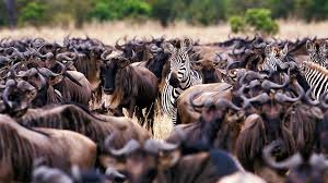 5 Days, 4 Nights Masai Mara & Serengeti Private Budget Camping Safari