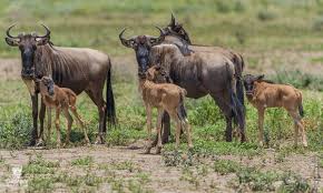 7 Days, 6 Nights Kenya & Tanzania Luxury Flying Package